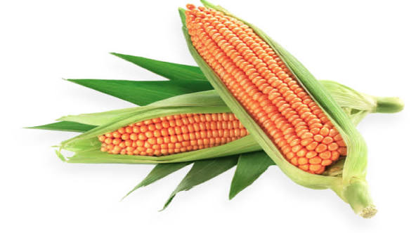 Maize - hybrid 6213 (50 kg bag)