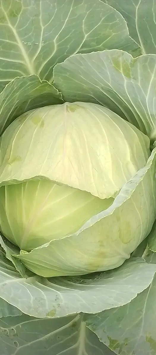 Cabbages