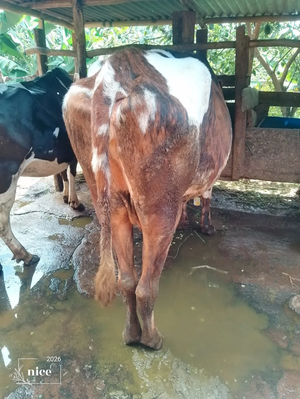 Dairy cow