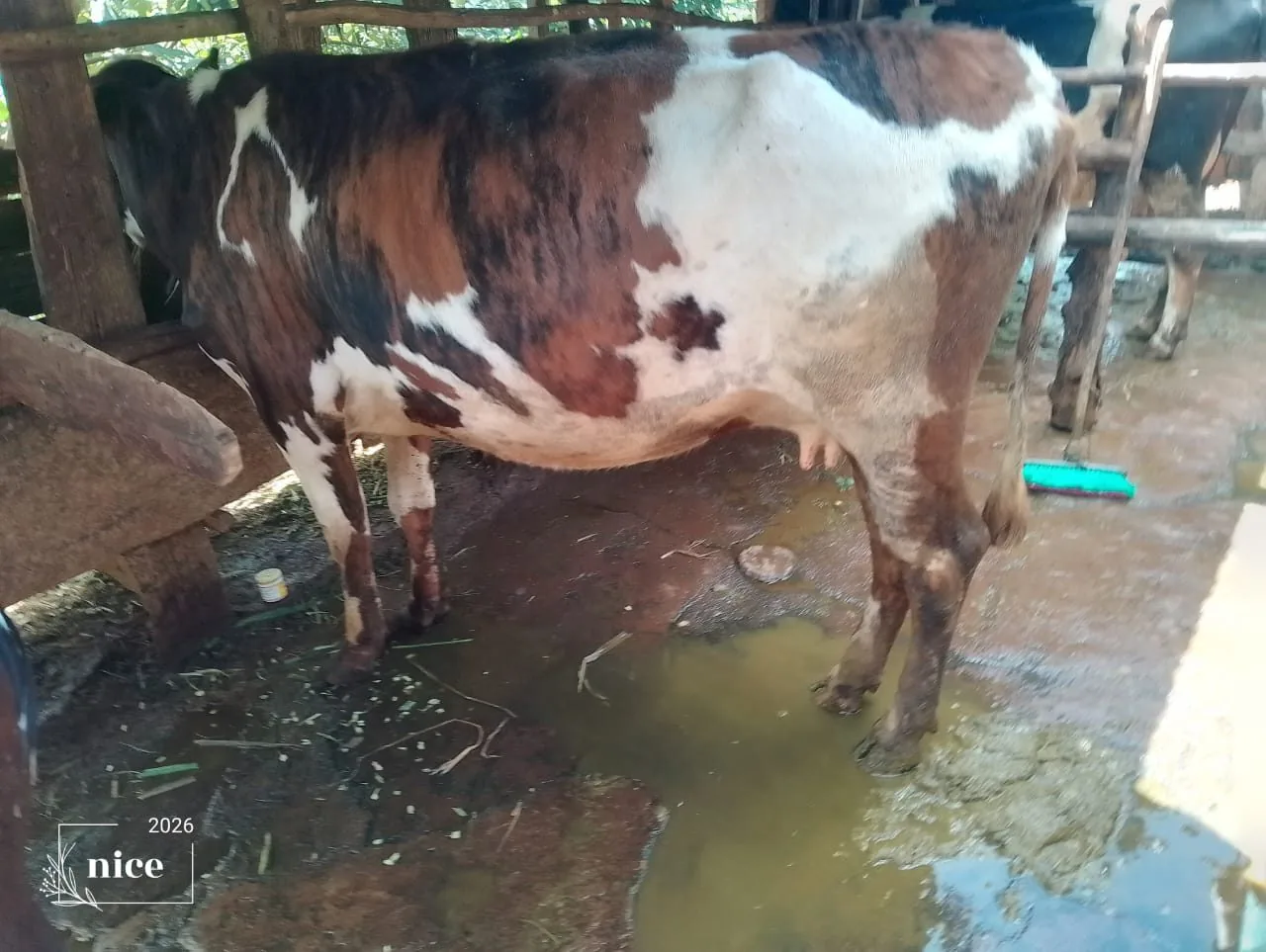 Dairy cow