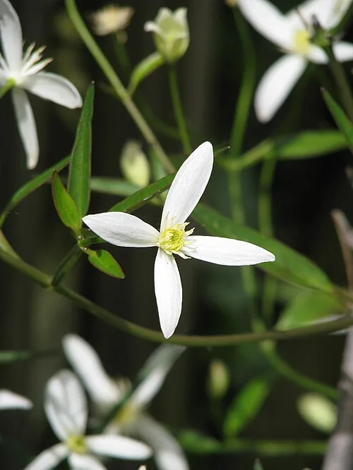 Harvest Hybrid Maize Seed 094