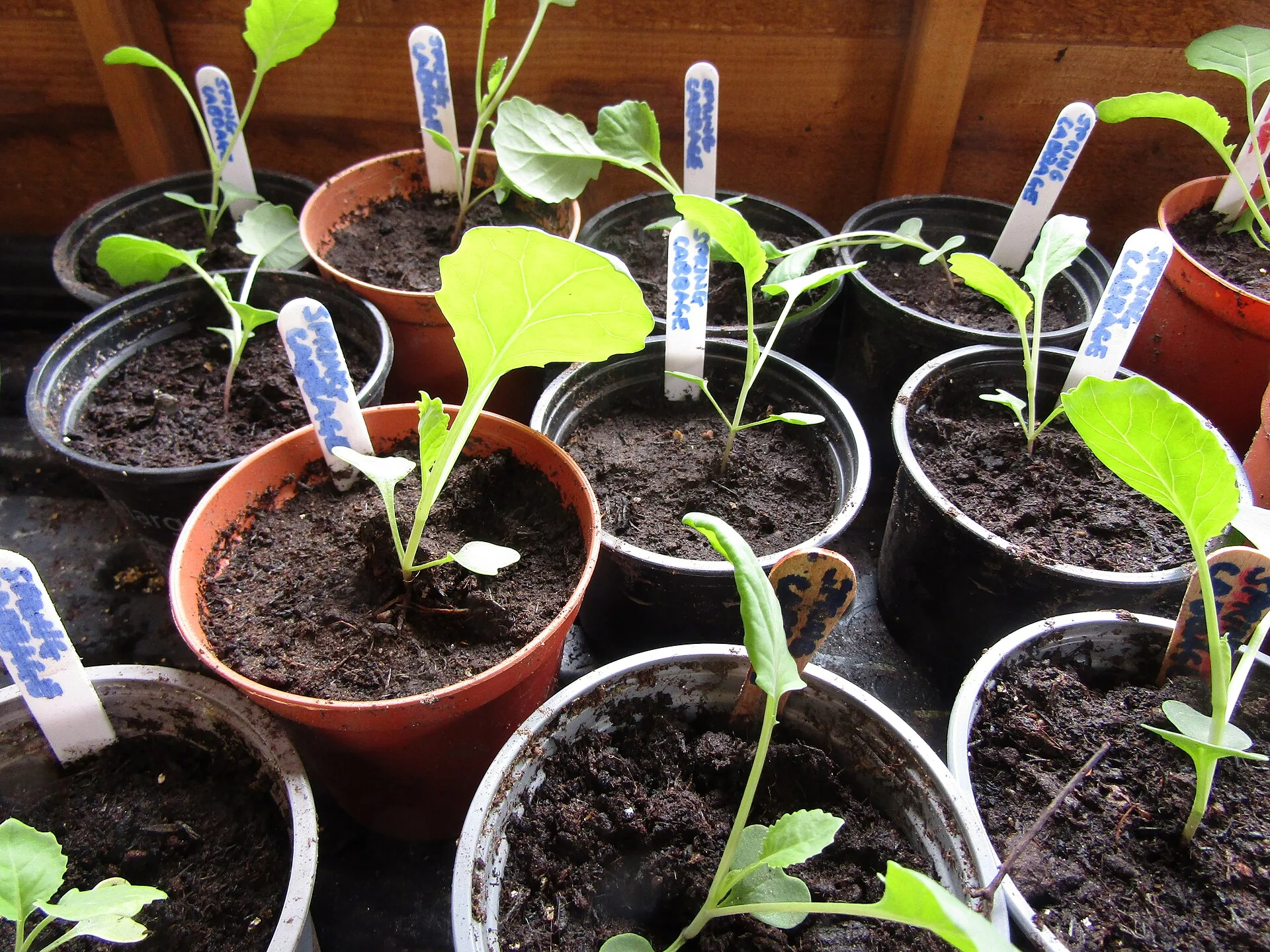 Agri Cabbage Sack 029