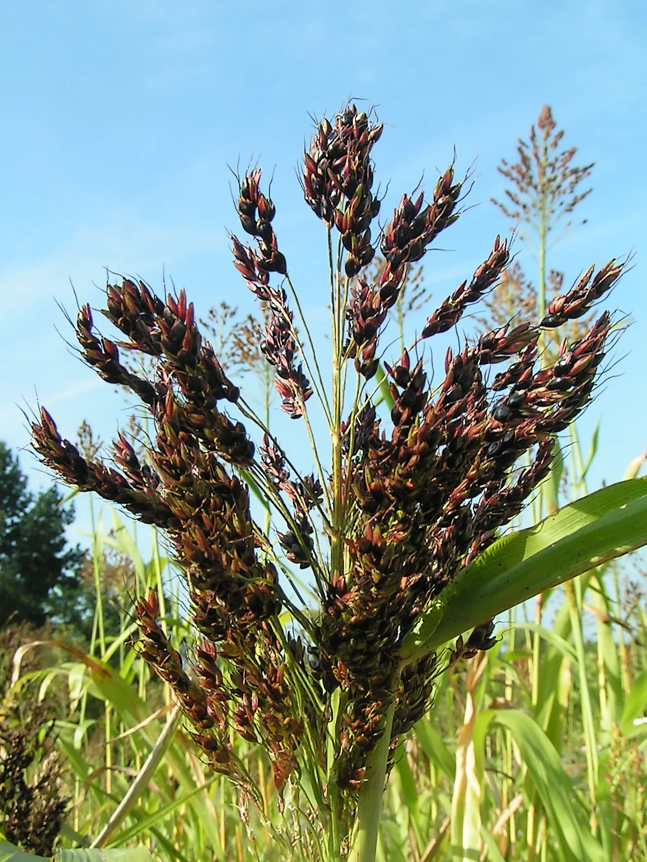 Agri Sorghum Grain 038